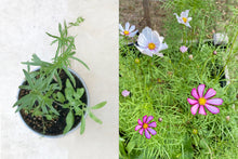 WILDFLOWER SEED CONFETTI VIAL