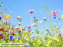 Die Cut Wildflower Seed Confetti - Blue