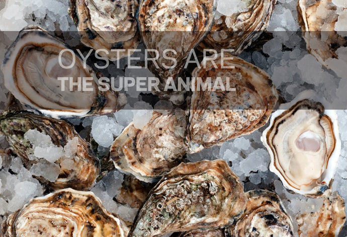 OYSTERS - THE SUPER ANIMAL